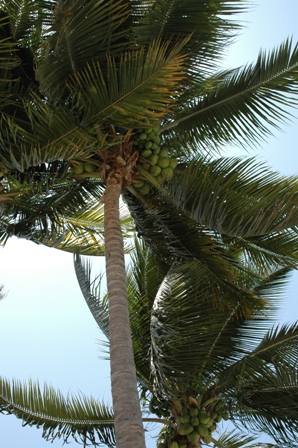 Palmboon aan het restaurant, Puerto Pizarro