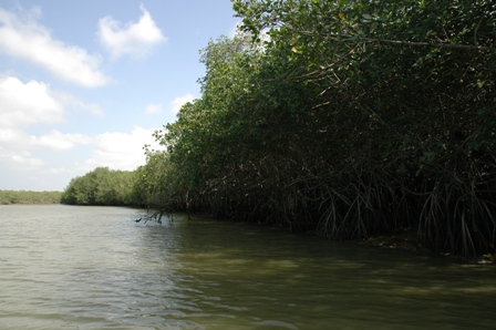 Mangroves, Puerto Pizarro