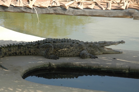 Krokodil, Puerto Pizarro