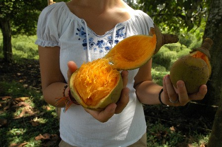 Zapota, exotisch fruit