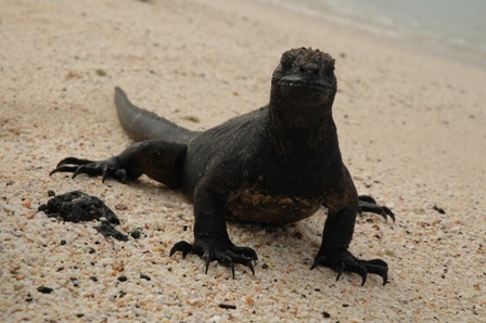 Iguana, Bachas