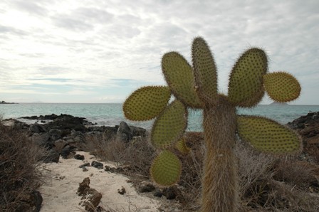 Cactusboom, Bachas