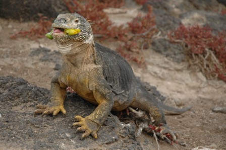 Smullende land iguana, Plazas