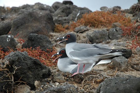 Galapagos meeuwen, Plazas