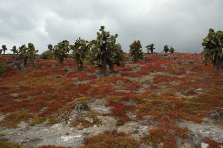 Cactusveld, Plazas