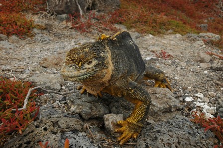 Land iguana, Plazas