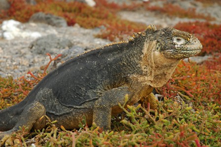 Land iguana, Plazas