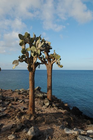 Cactusbomen, Santa Fe