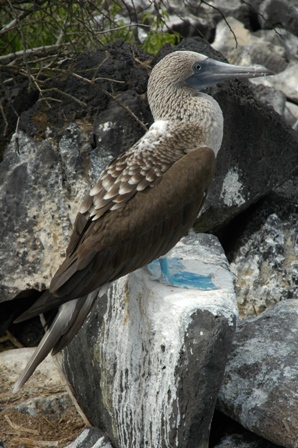 Blue footed boobie, Espanola