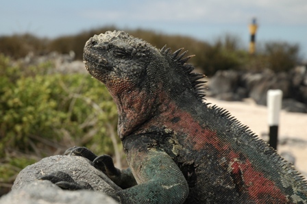 Iguana, Espanola