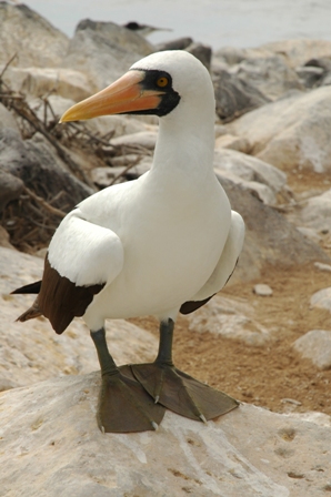 Masked boobie, Espanola