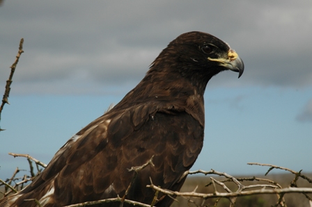 Galapagos arend, Espanola