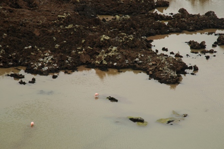 Flamingos, Floreana