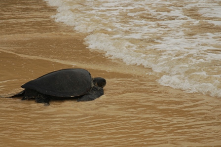 Zeeschildpad, Tortuga bay, Floreana