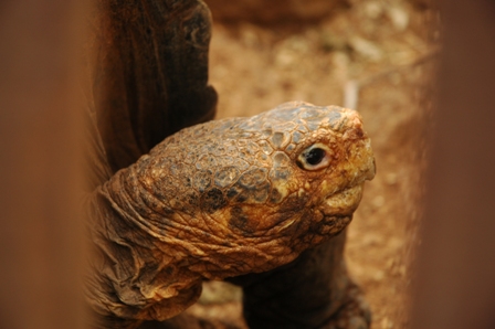 Land schildpad, Darwin Station, Santa Cruz