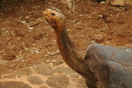 Land schildpad, Darwin Station, Santa Cruz