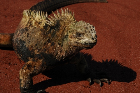 Iguana, Rabida