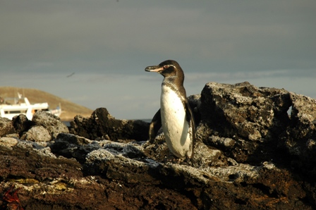 Galapagos pinguin, Sombrero Chino