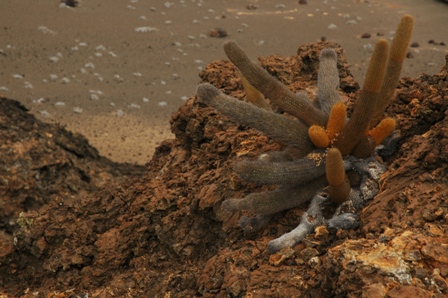 Lava cactus, Sullyvan Bay