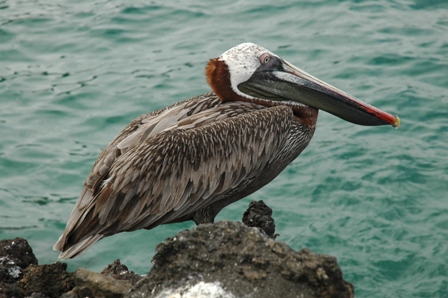 Pelikaan, Sullyvan Bay