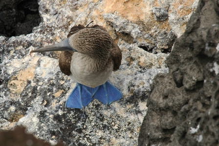 Blue footed boobie, Sullyvan Bay