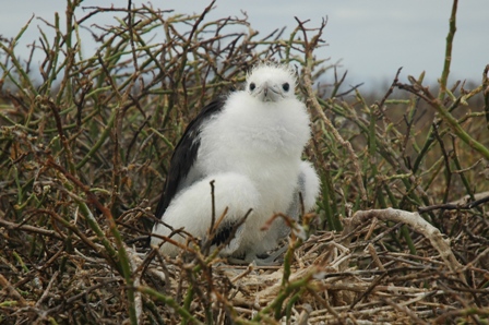 Fregat kuiken, Seynour Norte