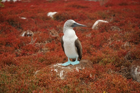 Blue footed boobie, Seynour Norte