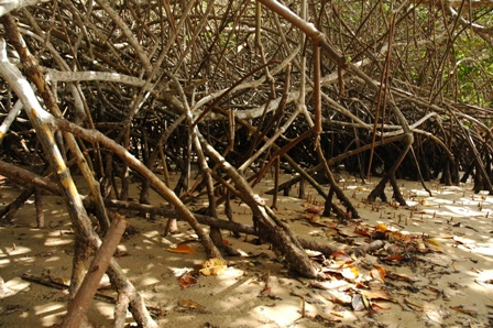 Mangroves, Isabela