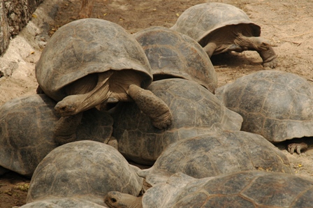 Landschildpadden, Isabela