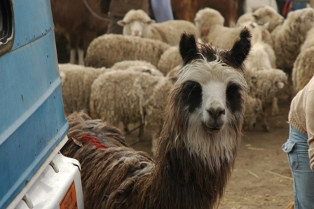 Hey lama, kijk eens naar het vogeltje!