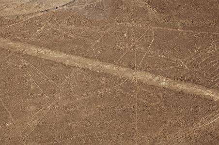 Walvis, Nasca