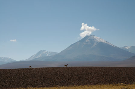 Vicunas in de Altiplano