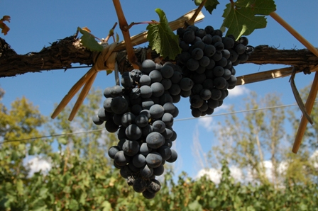 Cabernet Sauvignon, Bodega Norton, Mendoza