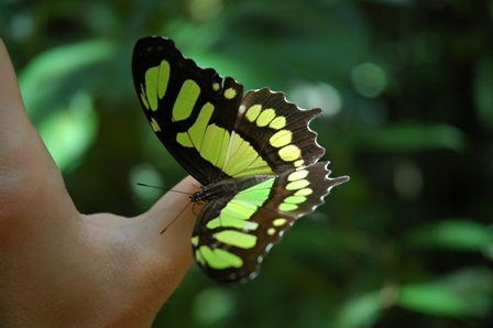 Vlinder, Iguazu