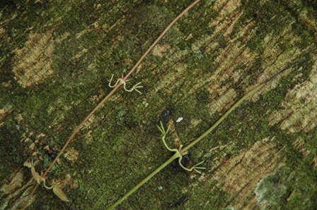 Geneeskrachtige plant, Iguazu