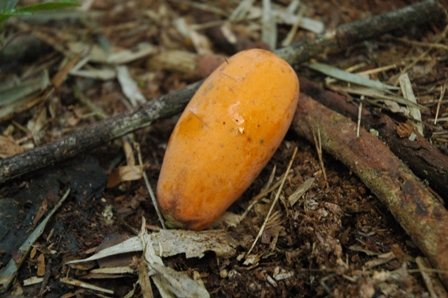 Fruit, Iguazu