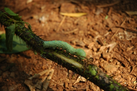 Een rups, Iguazu