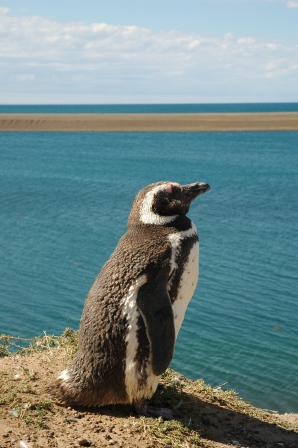 Pinguin, Peninsula Valdes