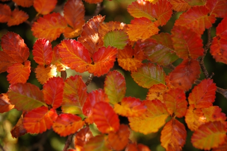 Herfst in Ushuaia