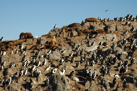 Zeeleeuwen, Isla de los Lobos, Ushuaia