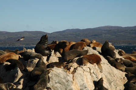 Zeeleeuwen, Isla de los Lobos, Ushuaia